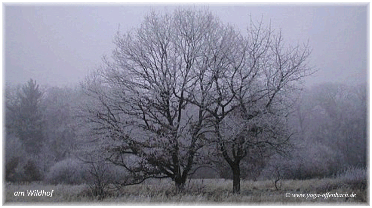 Bild des Monats von Klang-Schalen-Massage in Ingelheim und Offenbach
